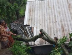 Pohon Tumbang Timpa Rumah Warga di Watukumpul, Pemalang Akibat Hujan Lebat