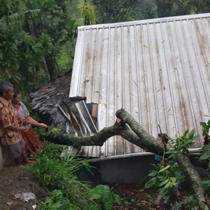 Pohon Tumbang Timpa Rumah Warga di Watukumpul, Pemalang Akibat Hujan Lebat